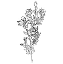 //mx.davines.com/cdn/shop/t/57/assets/davines-line-finest-pigment-deco-4.jpg?v=26652696539408005481757492412